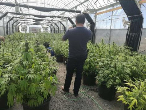 America Blackout Greenhouse