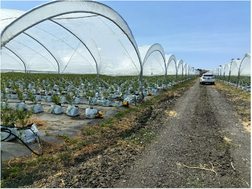 Neueste Unternehmensnachrichten über Blueberry Farm Projekt