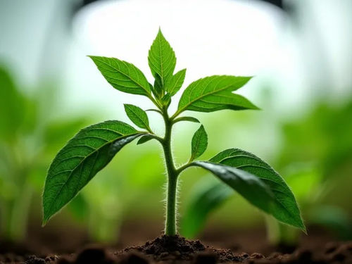 บริษัทล่าสุด บล็อกเกี่ยวกับ ไฟ LED คุณภาพดีช่วยเร่งการเจริญเติบโตของต้นกล้ามะเขือเทศในร่ม