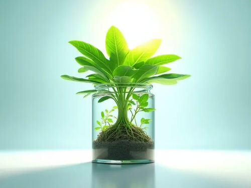 En son şirket Blog yazısı Hidroponik Rehberi Topraksız Çiftçilik Gelir