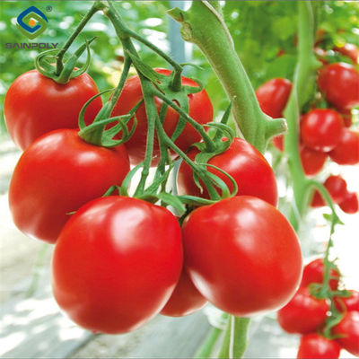 Ein guter Preis. Antikorrosive landwirtschaftliche Gewächshäuser für die Gemüseproduktion Tomatengewächshäuser Online