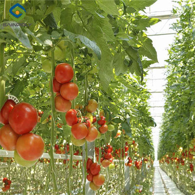 Ein guter Preis. Kommerzielle Tomatenzüchtung Gewächshaus angepasste Größe Rostbeständig Online