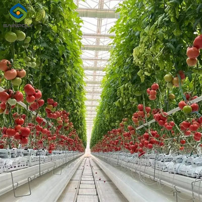 Goede prijs. Op maat gemaakte commerciële tomatenkas Multi Span kasplanten groeien online