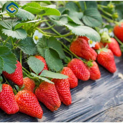 Goede prijs. Ultraviolet-bestendige dubbele film aardbei Groenhuis Grote grootte online