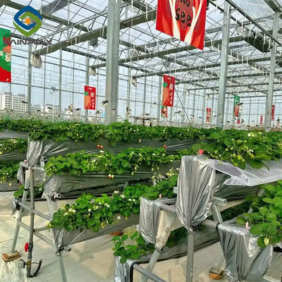 Harga yang bagus Heavy Duty Commercial Greenhouse Luxury Film Tipe Venlo Untuk Strawberry on line