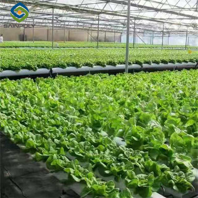 قیمت خوب گلخانه عمودی کاهو گلخانه ورق PC با سیستم هیدروپونیک آنلاین
