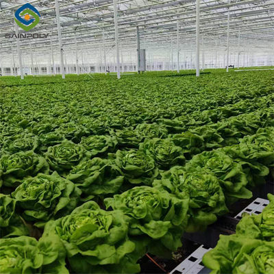 Giá tốt. Dễ trồng Hydroponics nhà kính rau củ rau nhà kính trực tuyến