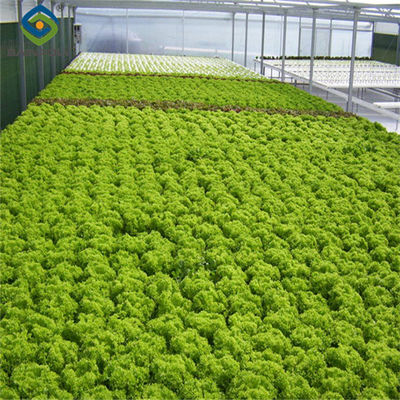 Bom preço. Invernada de trabalho de alface multispan com sistemas de cultivo hidropônico NFT on-line