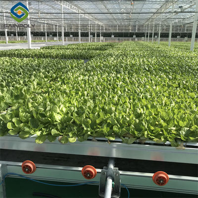 Giá tốt. Nông trại rau củ thương mại NFT nhà kính với khung mạ galvanized 1.6-1.8m chiều cao trực tuyến