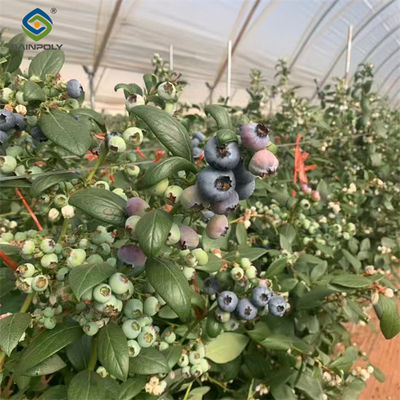 Giá tốt. Cơ sở bê tông Custom Blueberries nhà kính với hệ thống phân bón tưới trực tuyến