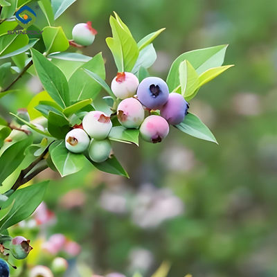 Harga yang bagus Rumah Kaca Blueberry Transparan Mudah Dirakit Dengan Sistem Listrik on line