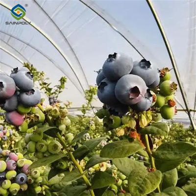 Ein guter Preis. Sainpoly Landwirtschaft Gewächshaus Stahlstruktur Gewächshaus angepasste Farbe Online