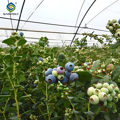 Bom preço. Plantação de mirtilos multi-espans de frutas de crescimento de estufa com sistema de irrigação on-line