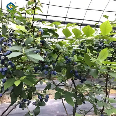 Good price Blueberry Planting Commercial Size Greenhouse With Concrete Base Foundation online