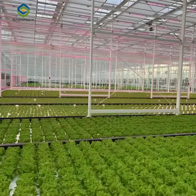Giá tốt. Nhà kính rau củ thương mại có kích thước lớn với hệ thống trồng thủy sản trực tuyến
