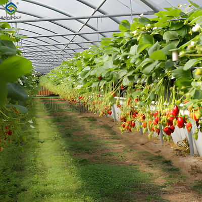 قیمت خوب SAINPOLY گلخانه ی هیدروپونیک توت فرنگی با سیستم های کاشت آسان آنلاین