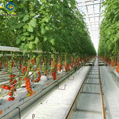 Giá tốt. Thép khung vườn cà chua nhà kính hệ thống thùng chứa thủy canh Hà Lan trực tuyến