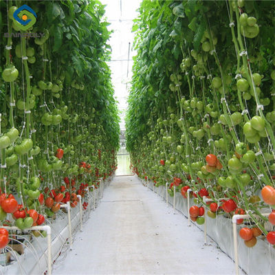 Ein guter Preis. Sainpoly Tomaten Gewächshaus Landwirtschaftliche Gewächshäuser für die Gemüseproduktion Online