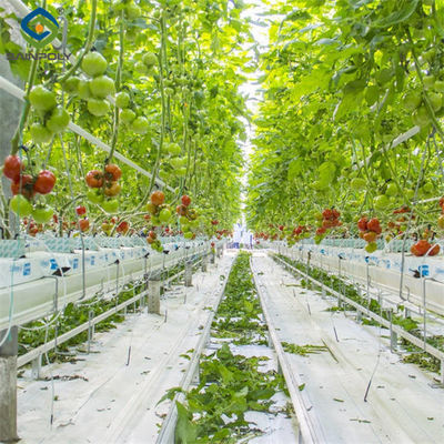 Ein guter Preis. Wasserdichtes Tomaten Gewächshaus Geschäft zum Verkauf Mit Hydroponisches System Montage benötigt Gewächshaus Online