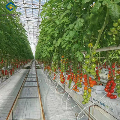 Ein guter Preis. Landwirtschaft Kirsche Tomate Gewächshaus Gemüse Gewächshaus Korrosionsbekämpfung Online