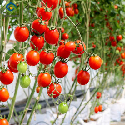 Ein guter Preis. Landwirtschaft Mehrfach Gewächshaus für Tomaten Schlüsselfertiges Projekt Anpassbarer Größe Online