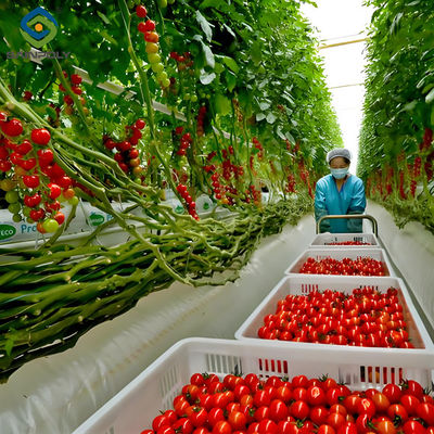 quality Multispan Glass Polycarbonate Film Greenhouse For Tomato Plants factory