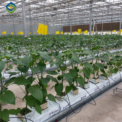 ราคาดี โครงการมือสองหลายสเปน Hydroponic ร้านเรือนกระจกการค้า ออนไลน์