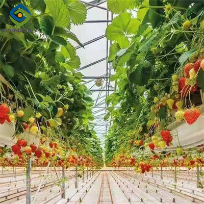 Un buen precio. Invernadero de planta de fresa eficiente fácil de instalar alto rendimiento en línea
