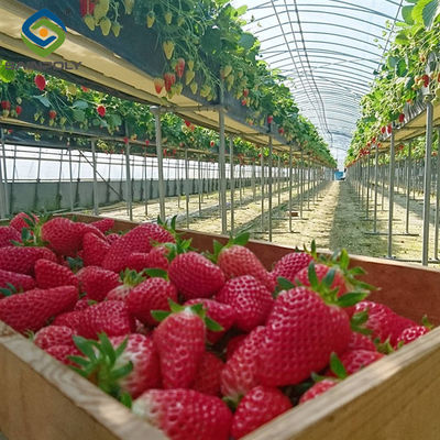 Ein guter Preis. OEM Stahlrahmen Obst und Gemüse Gewächshaus für Erdbeeren Online