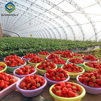 Ein guter Preis. SAINPOLY Einfach zusammengesetzte Fruchtzucht Gewächshaus Erdbeerproduktion Online