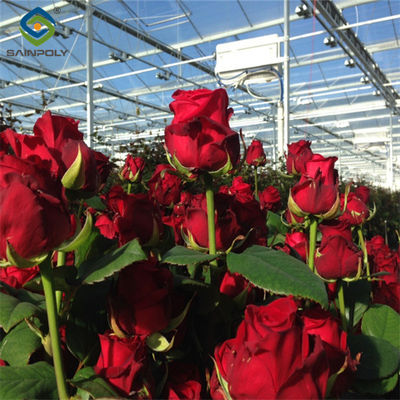 Un buon prezzo. Serra commerciale trasparente grande Serra agricola per fiori in linea