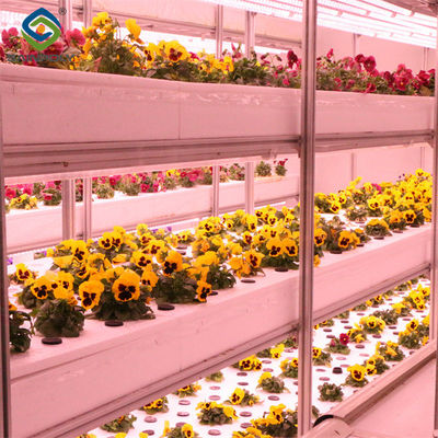 Ein guter Preis. Strukturrahmen Polykarbonatglas Gewächshaus für den Blumenwuchs Online