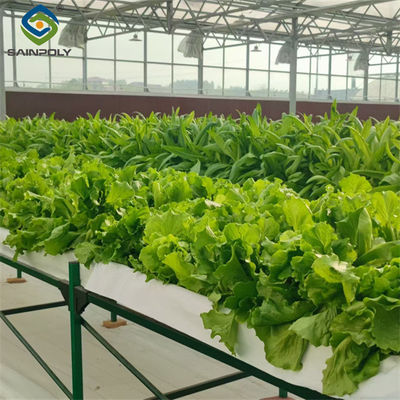 Un buen precio. Ensalada comercial invernadero de bajo mantenimiento resistente a las condiciones climáticas en línea