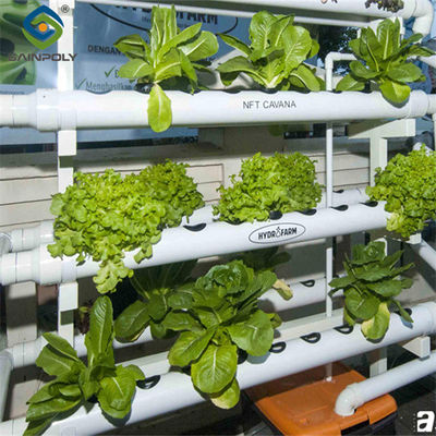 Un buon prezzo. Serra di lattuga agricola ad alto rendimento con sistema di controllo intelligente in linea
