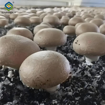 좋은 가격 단층 플라스틱 블랙아웃 온실 버섯 재배 온실 좋은 환기 온라인으로
