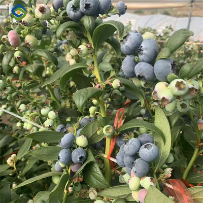 ราคาดี โรงเรือนกระจก Single ช่วง โรงเรือนกระจกกรอบโลหะสําหรับการผลิต Blueberry ออนไลน์