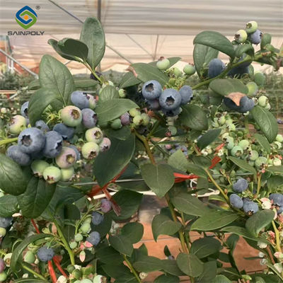 Bom preço. 4 Temporada Estufas comerciais pesadas para cultivo de mirtilos agrícolas on-line