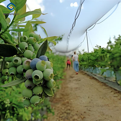 Giá tốt. Nhà kính Blueberries cá nhân hóa với lớp phủ nhựa chống mưa trực tuyến