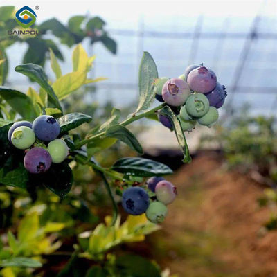Bom preço. 4 estações tipo agrícola Estufas de mirtilo para plantação de camada única on-line