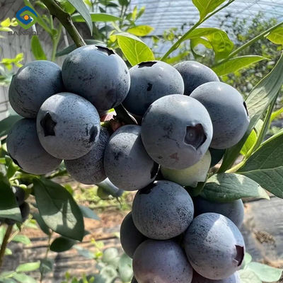 Harga yang bagus Rumah Kaca Tutup Plastik Warna Disesuaikan Untuk Pertumbuhan Blueberry on line