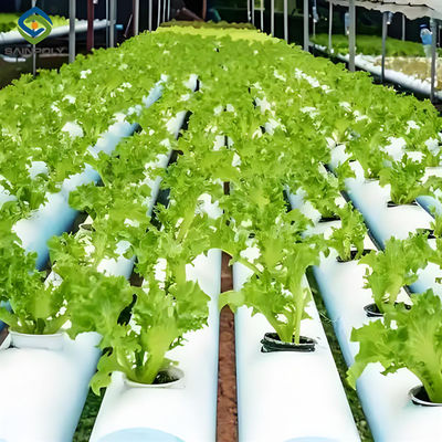 Giá tốt. Sản xuất cà chua nhà kính thủy canh trong nhà ngoài trời bằng phim kép trực tuyến