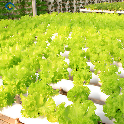 Un buen precio. Casa verde hidropónica agrícola OEM con ventilación de ventanas superior y lateral en línea
