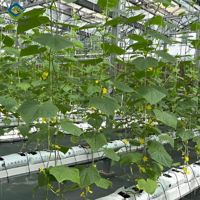 ราคาดี โครงสร้างเหล็ก Smart Hydroponic โรงเรือน สําหรับการปลูกสตรอเบอรี่ทอด ออนไลน์