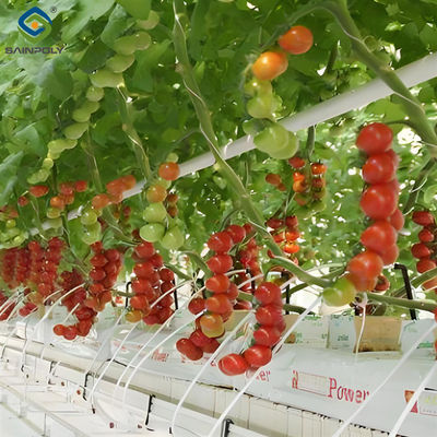 качество Специализированная теплица для томатов с капельным орошением и светодиодными огнями для выращивания завод