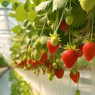 Goede prijs. Groentehuis met een laag energieverbruik aardbeienplant Op maat 1.1m hoogte online