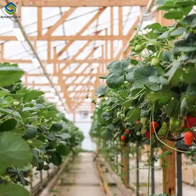 Giá tốt. Thép kẽm thủy canh Nhà kính dâu tây Kích thước lớn trực tuyến