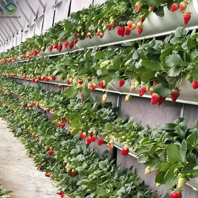 Ein guter Preis. Venlo-Typ starker Rahmen Hydyroponic Erdbeeren Gewächshaus hoher Ertrag Online