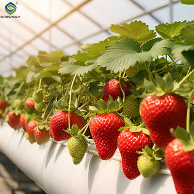 Goede prijs. Multi Span Grote Tunnel Kas Aardbeiengroei Automatische kas online